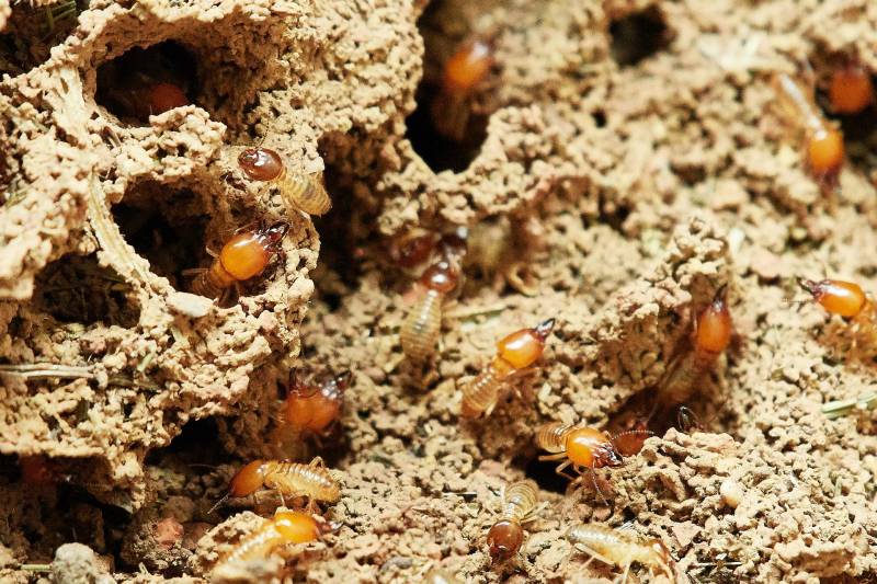 Traitement des termites à Marseille La Valentine